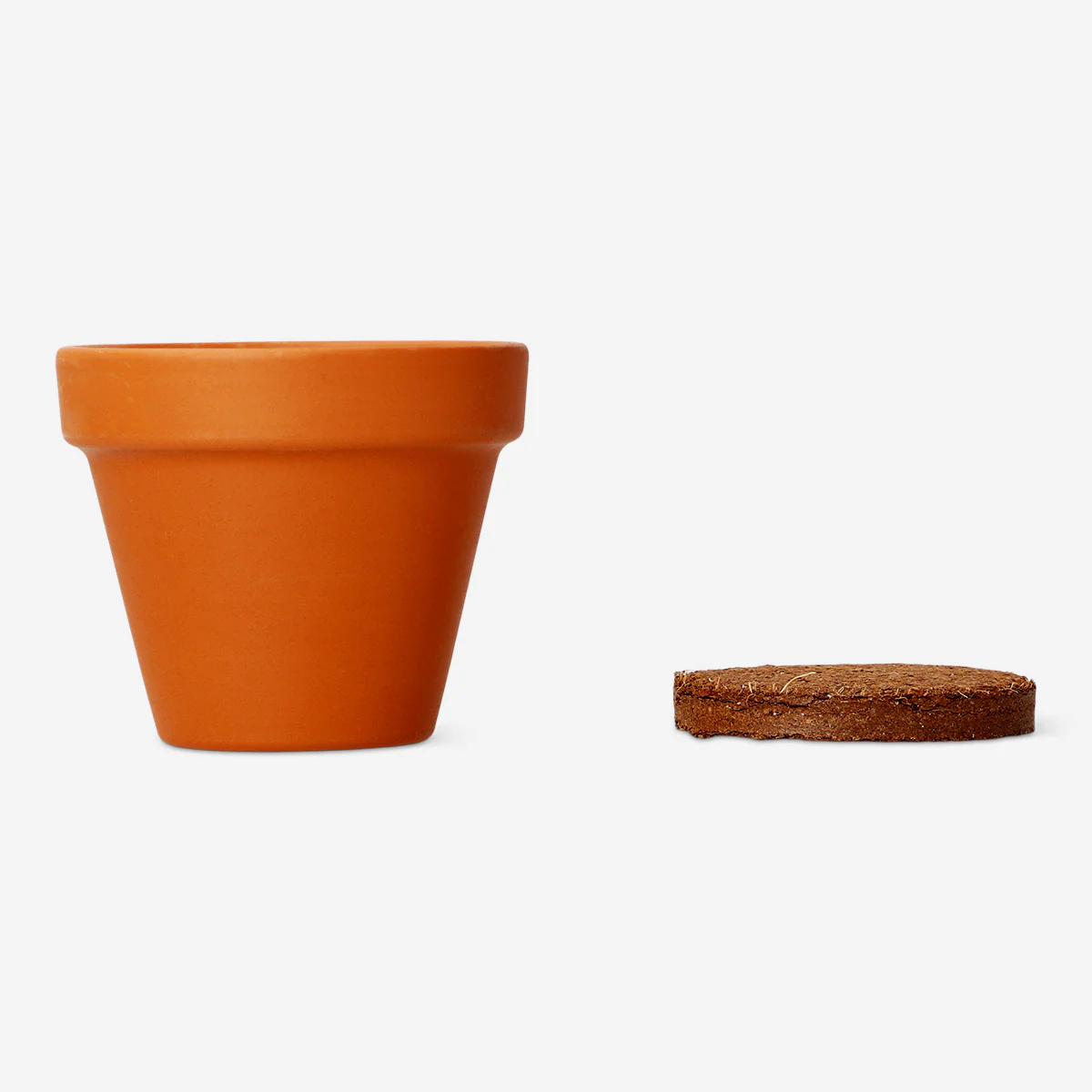 Grow kit - Mimosa plant - Image 2