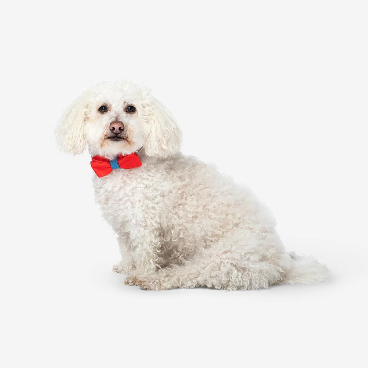 Pet accessories. One size - Image 3